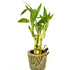 9GreenBox - Live 5 Style Lucky Bamboo Plant Arrangement with Ceramic Panda Vase - 9GreenBox