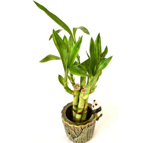 9GreenBox - Live 5 Style Lucky Bamboo Plant Arrangement with Ceramic Panda Vase - 9GreenBox