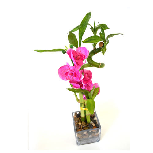 9GreenBox - Lucky Bamboo Spiral Style with Silk Flowers and Glass Vase with Pebbles - 9GreenBox