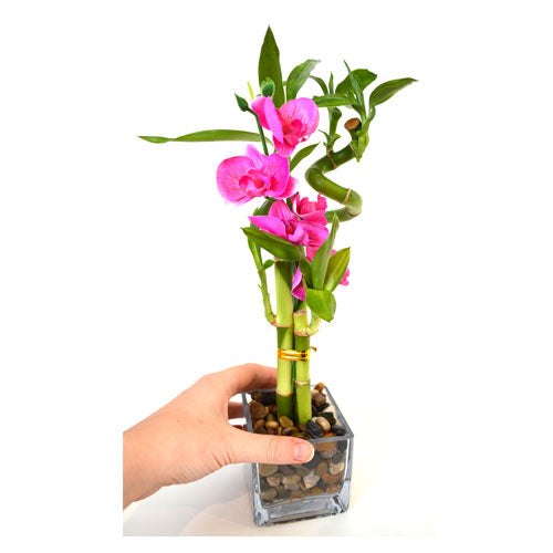 9GreenBox - Lucky Bamboo Spiral Style with Silk Flowers and Glass Vase with Pebbles - 9GreenBox