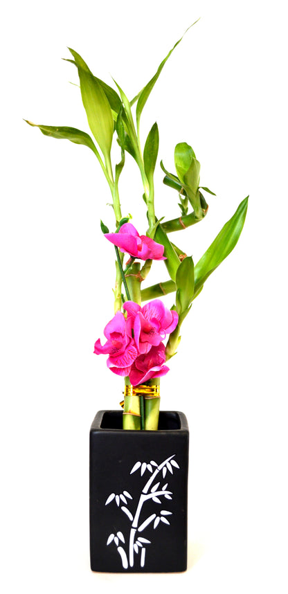 9GreenBox - Lucky Bamboo Spiral Style with Silk Flowers and Black Cera