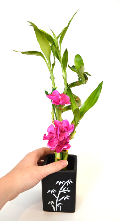 9GreenBox - Lucky Bamboo Spiral Style with Silk Flowers and Black Ceramic Vase - 9GreenBox