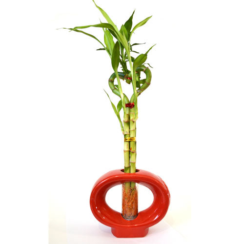 9GreenBox - Lucky Bamboo Heart Style with Hollow Vase - 9GreenBox