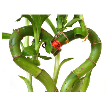 9GreenBox - Lucky Bamboo Heart Style with Hollow Vase - 9GreenBox