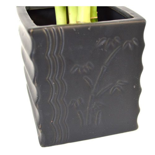 9GreenBox - Lucky Bamboo Spiral Style with Diamond Ceramic Vase - 9GreenBox