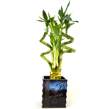 9GreenBox - Lucky Bamboo – Spiral Style with Black and Blue Ceramic Vase - 9GreenBox