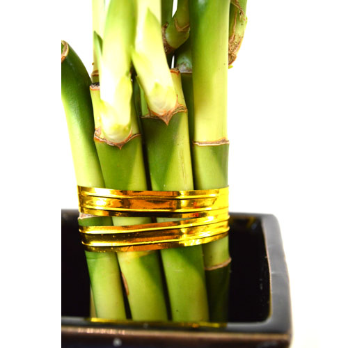 9GreenBox - Lucky Bamboo – Spiral Style with Black and Blue Ceramic Vase - 9GreenBox