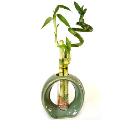 9GreenBox - Lucky Bamboo Spiral Style with Hollow Green Ceramic Vase - 9GreenBox