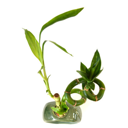 9GreenBox - Lucky Bamboo Spiral Style with Hollow Green Ceramic Vase - 9GreenBox