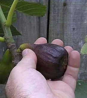Fig &