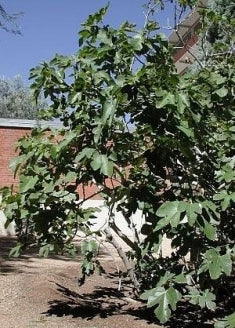 black mission fig tree