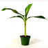 Dwarf / Patio Banana Plant - 9GreenBox