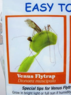 9GreenBox - Venus Fly Trap w/ Gift Box Packing Large 3&quot; Pot CARNIVOROUS DIONAEA - 9GreenBox