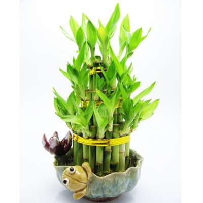 9GreenBox - Lucky Bamboo with Frog and Lotus - 9GreenBox