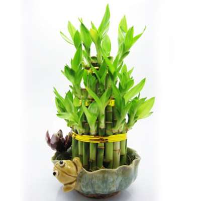 9GreenBox - Lucky Bamboo with Frog and Lotus - 9GreenBox