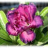 9GreenBox - Desert Rose Double Purple - 9GreenBox