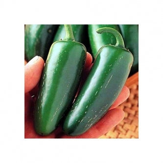 Mucho Nacho Pepper - 10 Seeds - Large Jalapeno - 9GreenBox