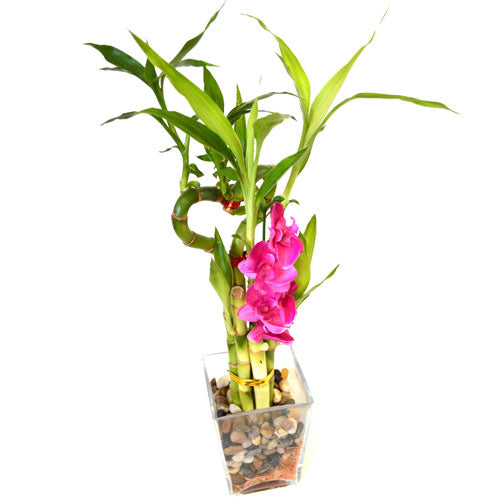 9GreenBox - Lucky Bamboo Heart Style with Glass Vase, Silk Flowers and Pebbles - 9GreenBox