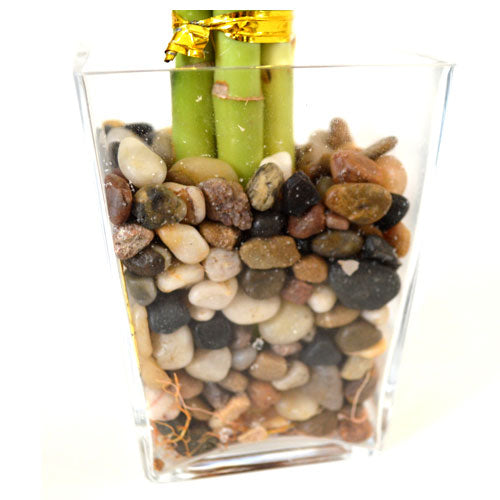 9GreenBox - Lucky Bamboo Heart Style with Glass Vase, Silk Flowers and Pebbles - 9GreenBox
