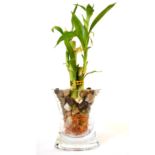 9GreenBox - Live 3 Style Lucky Bamboo Plant Arrangement with OV glass Vase Po... - 9GreenBox