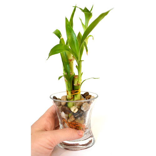 9GreenBox - Live 3 Style Lucky Bamboo Plant Arrangement with OV glass Vase Po... - 9GreenBox