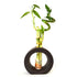 9GreenBox - Lucky Bamboo Spiral Style with Hollow Brown Ceramic Vase - 9GreenBox