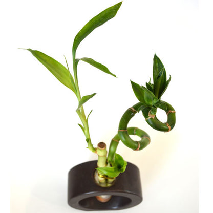 9GreenBox - Lucky Bamboo Spiral Style with Hollow Brown Ceramic Vase - 9GreenBox