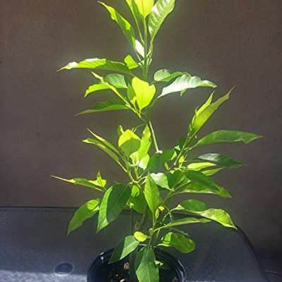 9GreenBox - Strong Fragrant Michelia Alba * Live Plant Large - 9GreenBox