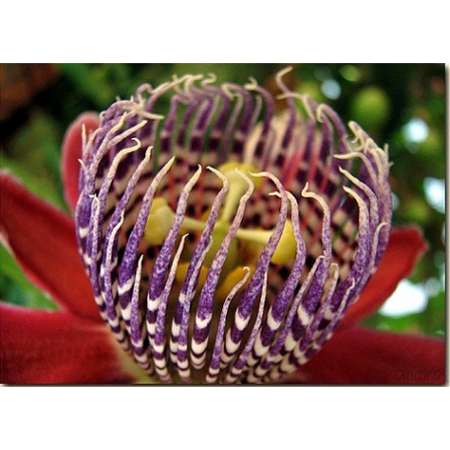 Ruby Glow Passion Flower Plant - Passiflora - 4&quot; Pot - Easter Plant - 9GreenBox