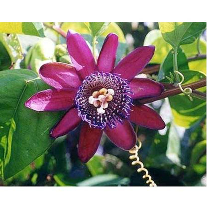 Ruby Glow Passion Flower Plant - Passiflora - 4&quot; Pot - Easter Plant - 9GreenBox