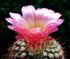 Ball Cactus Mix 15 Seeds - Notocactus - Easy to Grow! - 9GreenBox