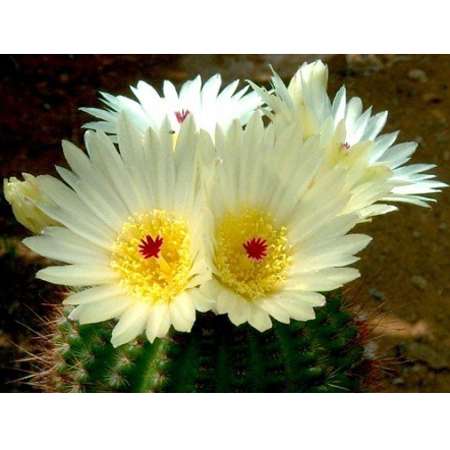 Ball Cactus Mix 15 Seeds - Notocactus - Easy to Grow! - 9GreenBox