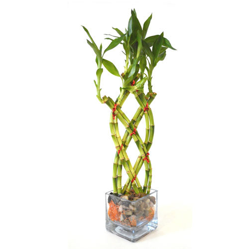 9GreenBox - Live 8 Braided Lucky Bamboo Plant Arrangement w/ Pebble &amp; Vase - 9GreenBox