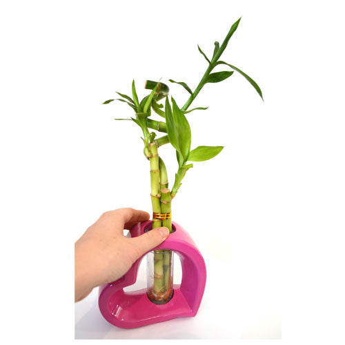 9GreenBox - Lucky Bamboo Spiral Style with Hollow Heart Shaped Pink Vase - 9GreenBox