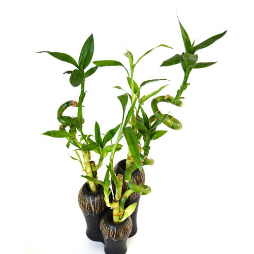 9GreenBox - Lucky Bamboo Spiral Style in Ceramic Vases 3 Set - 9GreenBox