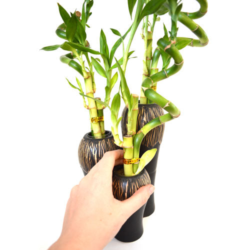9GreenBox - Lucky Bamboo Spiral Style in Ceramic Vases 3 Set - 9GreenBox