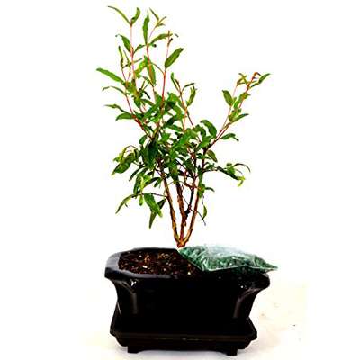 9GreenBox - Dwarf Pomegranate Mame Bonsai Great Fruiting Plant With Ceramic Pot - 9GreenBox