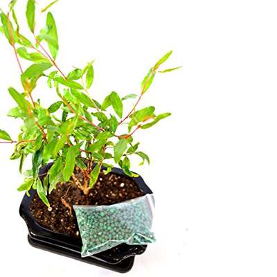 9GreenBox - Dwarf Pomegranate Mame Bonsai Great Fruiting Plant With Ceramic Pot - 9GreenBox