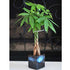 9greenbox - Live Lucky 5 Braided Money Tree Into 1 Pachira with Handmade Ceramic Pot Plants Lucky for 2012 - 9GreenBox