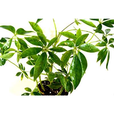 Schefflera Green Hedge/Shrub *Great Indoor Plant* ALL Green Leaves - 9GreenBox