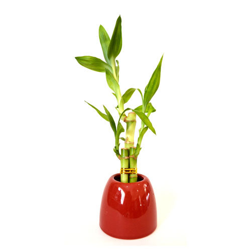 9GreenBox - Lucky Bamboo with Red Ceramic Pot - 9GreenBox