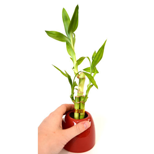 9GreenBox - Lucky Bamboo with Red Ceramic Pot - 9GreenBox