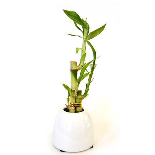 9GreenBox - Lucky Bamboo with White Ceramic Pot - 9GreenBox