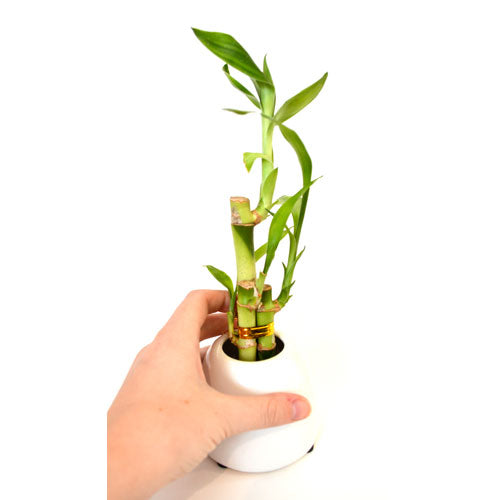 9GreenBox - Lucky Bamboo with White Ceramic Pot - 9GreenBox