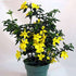 Golden Primrose Jasmine - Stunning Yellow Blooms - 4" Pot - 9GreenBox