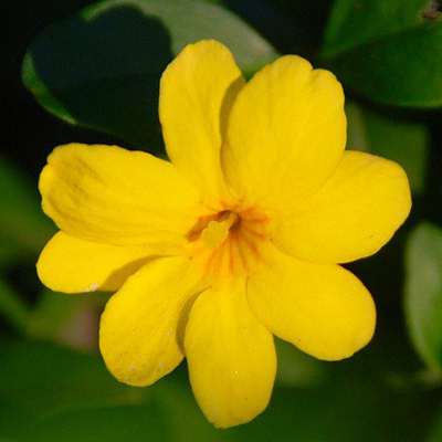 Golden Primrose Jasmine - Stunning Yellow Blooms - 4&quot; Pot - 9GreenBox