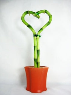 9GreenBox - Lucky Bamboo Heart Style with Ceramic Pot - 9GreenBox