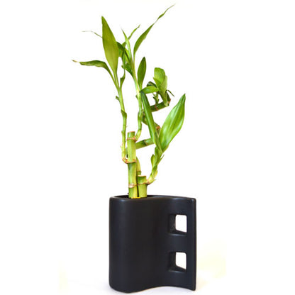 9GreenBox - Lucky Bamboo with Black Tear Drop Ceramic Vase - 9GreenBox