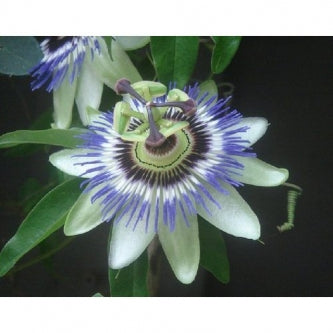 Blue/White Passion Flower - Passiflora - Potted - 9GreenBox