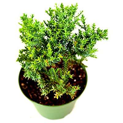 Juniper Procumbens Nana ~Bonsai Starter Plant~ - 9GreenBox